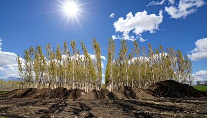 Young Trees Planted in Field