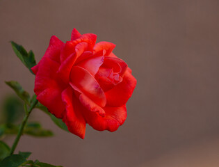 Une belle rose