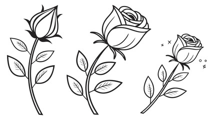 Black and white rose illustrations showing different stages of bloom and growth.