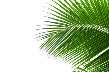 Obraz premium Palm tree leaf texture white background isolated closeup, coconut palm leaves decoration, green palm branch frame, exotic foliage pattern, design element for tropical island sea beach, summer holidays