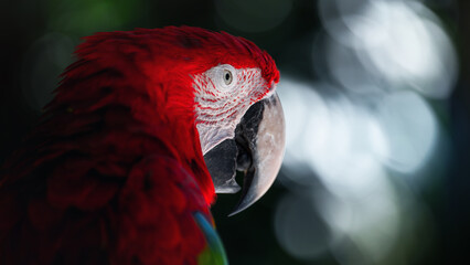 Scarlet macaw red portrait close up photo