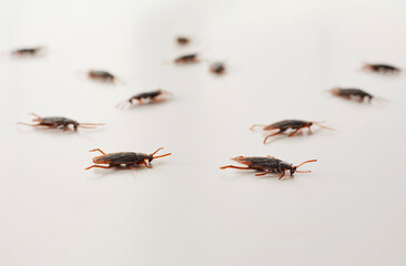 Group of brown cockroaches crawling on white surface of table or floor. Many invasive domestic insects creeping, ugly creepy bugs invasion into home. Pest control inspection, bad hygiene concept
