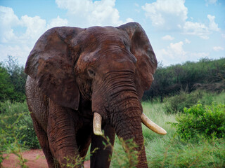 single elephant walking in the bush, large tusk, acacia trees and shrubs daytime