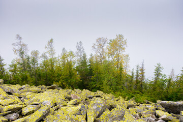 forest on the rocks in fog. mysterious autumn morning in ukrainian carpathians. hiking through...