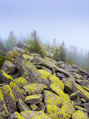 forest on the rocks in fog. mysterious autumn morning in ukrainian carpathians. hiking through...