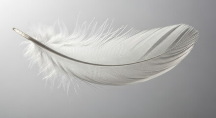 Soft white feather floating on simple grey background. Light, delicate, and clean object feeling fluffy and smooth, symbolizing peace, purity and gentle tranquility