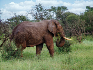 single elephant walking in the bush, large tusk, acacia trees and shrubs daytime
