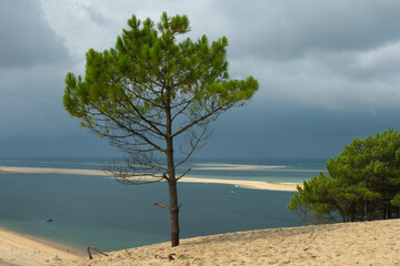 L'arbre de la dune
