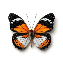 Fototapeta premium Orange butterfly with black and white wings.