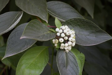 Wayfaring tree (Viburnum lantana) with white berries among green leaves in close-up — natural...