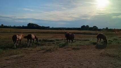 herd of horses