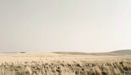Fototapeta premium Expansive Beige Field Under a Pale Sky
