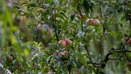 Apple tree with ripe fruits in summer garden