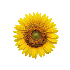 Fototapeta premium A vibrant sunflower with bright yellow petals and a textured brown center, isolated on a white background.