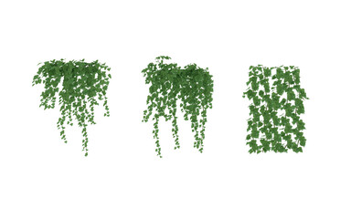 Fototapeta premium English Ivy Glacier Climbing Aid green isolated background Hanging Ivy Plants with Transparent Background, Vines Bush and Trailing Plant Arrangements 3D render