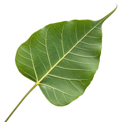 Obraz premium Close up of a vibrant green ficus religiosa leaf with intricate veins