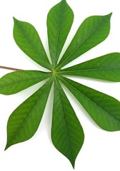 Detailed close-up of a vibrant cassava leaf radiating outwards on a clean white backdrop