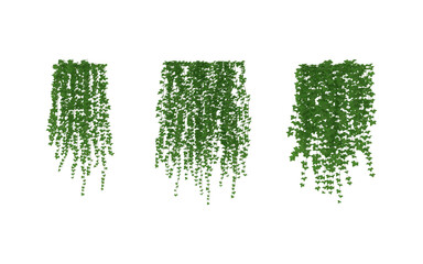 English Ivy Glacier Climbing Aid green isolated background Hanging Ivy Plants with Transparent Background, Vines Bush and Trailing Plant Arrangements 3D render © 2D