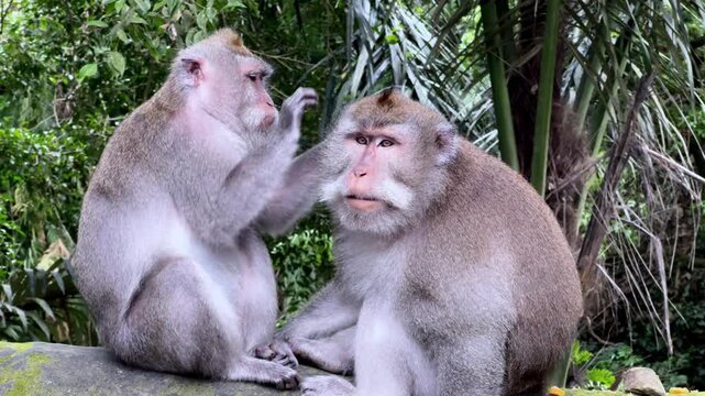 Pair of macaques interacting closely in a tropical forest