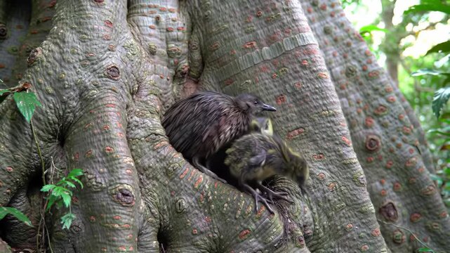 Kaka bird with two chicks nestled in tree roots, native bird and chicks in nature.