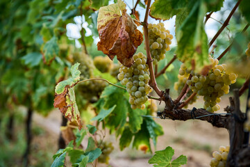 Ripe green grape in vineyard growing natural. Green grape on the vine in garden