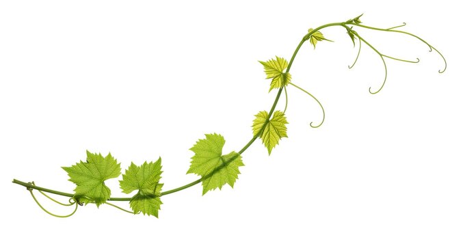 A winding green grapevine with leaves and curly tendrils on a white background