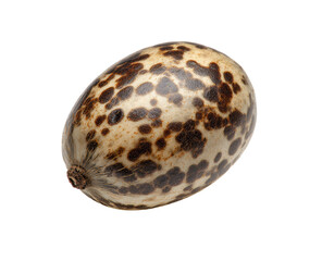 Close-up of an oval seed, mottled with dark brown spots on a light beige background