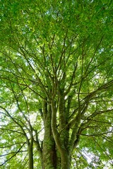 Obraz premium 新緑の美しい木