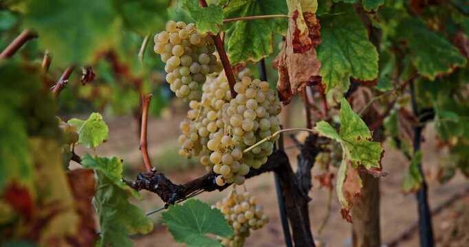 Ripe green grape Pansa Blanca in vineyard growing natural. Green grape on the vine in garden