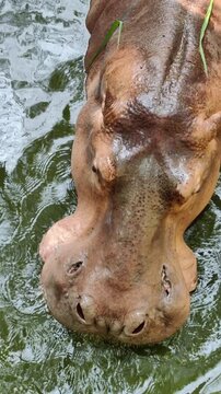 Hippo chews grass lying in pond zoo. Hippopotamus in water top view. Thailand