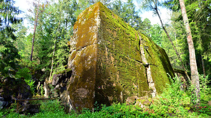 Destroyed WWII bunker ruins found in the forest covered with moss, shrubs, and other flora.