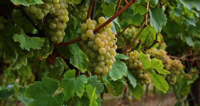 Ripe green grape Pansa Blanca in vineyard growing natural. Green grape on the vine in garden