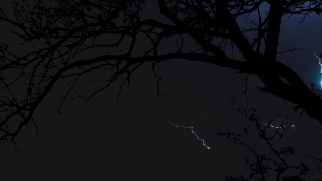 A spooky night scene in a forest under a full moon with bats flying above tree branches. Bat scene. Festive Halloween video background. Seamless looping animated background.