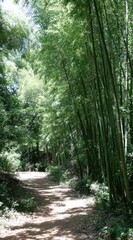 Fototapeta premium A sun-dappled dirt path winds through a lush bamboo forest, creating a serene, natural landscape. Sunlight filters through dense canopy