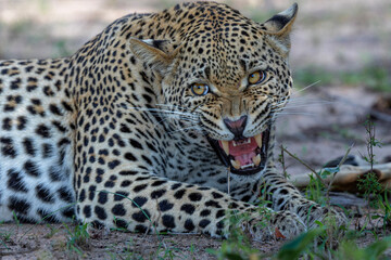 Leopard male hanging around in Sabi Sands Game Reserve in the Greater Kruger Region in South Africa