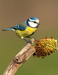 Obraz premium Blue tit perched on branch (2)