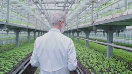 Horticultural specialist walking in greenhouse, observing green plants in pots