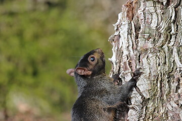 Squirrel, Sciurus vulgaris, single mammal on tree, USA.