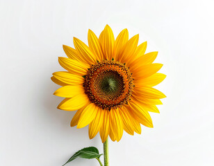 Obraz premium sunflower on a yellow background