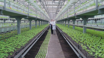Fototapeta premium Ecologists working in hothouse, discussing plant breeding conditions, botany