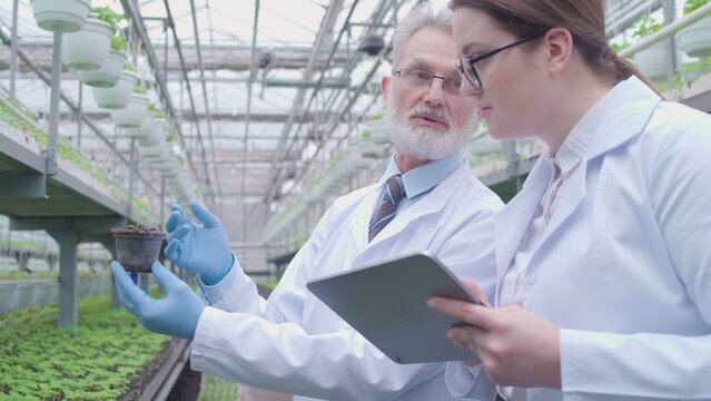 Male and female biologists engaging in plant selection, examining flower crop, typing on tablet