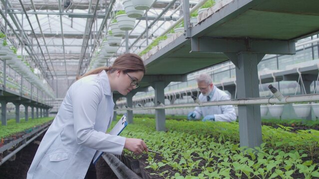 Plant breeding scientists examining seedlings in greenhouse, conducting research