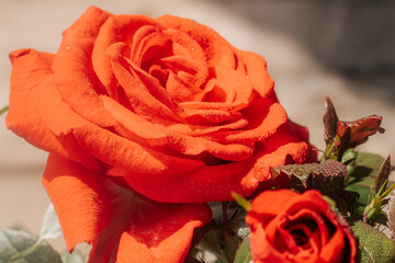 A close-up of blooming red roses with dewdrops glistening in the warm sunlight, surrounded by green...