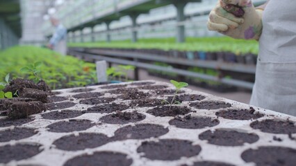 View of cells with soil for plant growing and breeding, woman working in greenhouse
