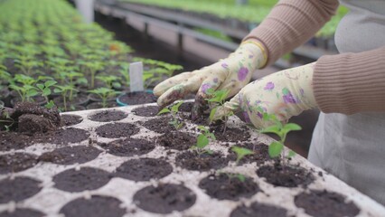Close-up of woman's hands planting seedlings in pots, plant breeding, agriculture