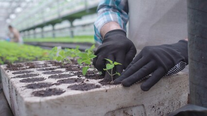 Hardworking man planting seedlings in pots, plant breeding, agriculture
