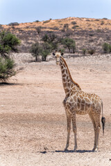 Giraffe in the Kalahari desert. Giraffe family visiting a waterhole in the beautiful landscape  with red sand dunes of the Kgalagadi Transfrontier Park in South Africa