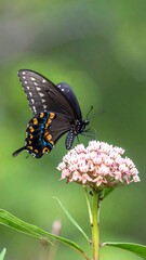 Obraz premium Black swallowtail butterfly on flower