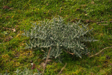 Plant of Bull thistle also called Cirsium vulgare in the early spring season in germany
