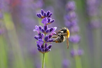 Common carder bee collecting nectar on purple lavender in bloom